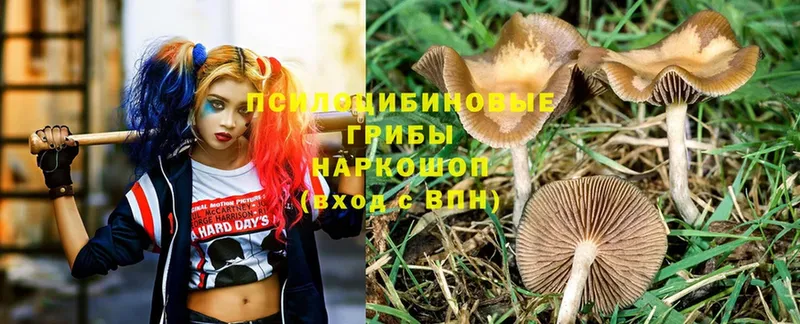 Галлюциногенные грибы Psilocybe  Туринск 